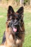 Shepherd - German Long-haired