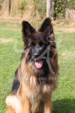 Shepherd - German Long-haired