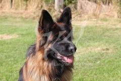 Shepherd - German Long-haired