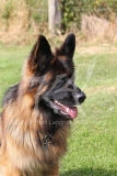 Shepherd - German Long-haired