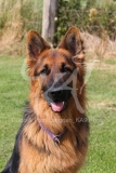 Shepherd - German Long-haired