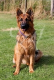 Shepherd - German Long-haired