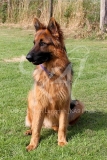 Shepherd - German Long-haired