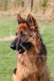 Shepherd - German Long-haired