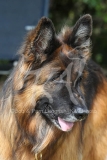 Shepherd - German Long-haired