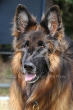 Shepherd - German Long-haired