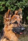 Shepherd - German Long-haired