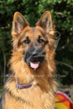 Shepherd - German Long-haired