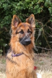 Shepherd - German Long-haired