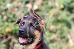 Shepherd - German Long-haired