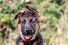 Shepherd - German Long-haired