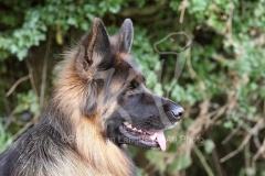 Shepherd - German Long-haired