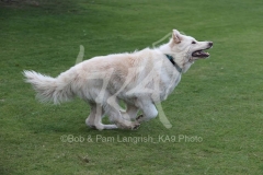 Shepherd - German