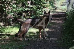 Shepherd - German