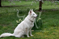 Shepherd - White Swiss