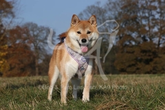 Shiba Inu