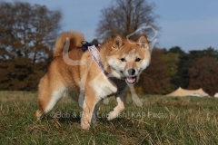 Shiba Inu