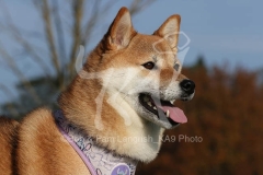 Shiba Inu