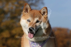 Shiba Inu