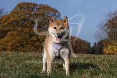 Shiba Inu