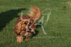 Spaniel - Cavalier King Charles