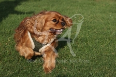 Spaniel - Cavalier King Charles