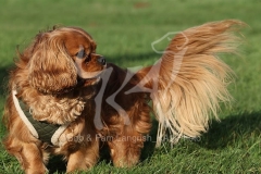 Spaniel - Cavalier King Charles