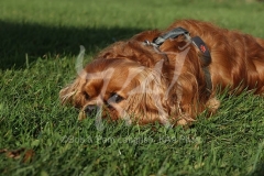 Spaniel - Cavalier King Charles