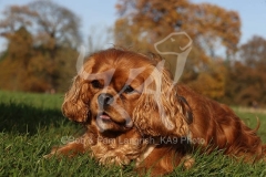 Spaniel - Cavalier King Charles