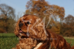 Spaniel - Cavalier King Charles