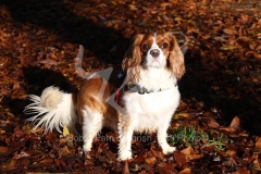 Spaniel - Cavalier King Charles