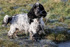 Spaniel - English Cocker