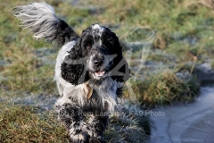 Spaniel - English Cocker