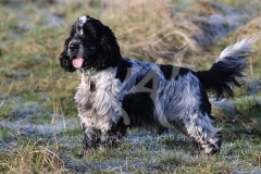 Spaniel - English Cocker