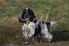 Spaniel - English Cocker