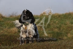 Spaniel - English Cocker