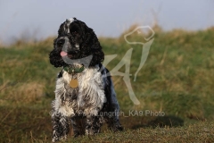 Spaniel - English Cocker