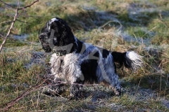 Spaniel - English Cocker