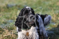 Spaniel - English Cocker