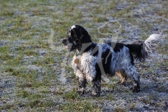 Spaniel - English Cocker