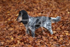 Spaniel - English Cocker