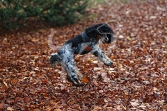 Spaniel - English Cocker