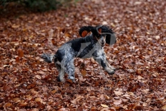 Spaniel - English Cocker