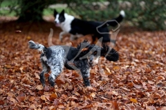 Spaniel - English Cocker