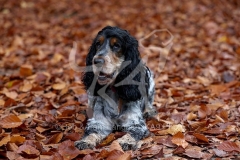 Spaniel - English Cocker