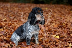 Spaniel - English Cocker