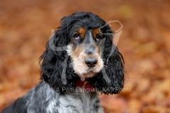 Spaniel - English Cocker