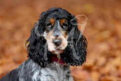 Spaniel - English Cocker