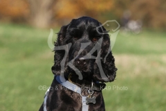 Spaniel - English Cocker