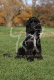 Spaniel - English Cocker